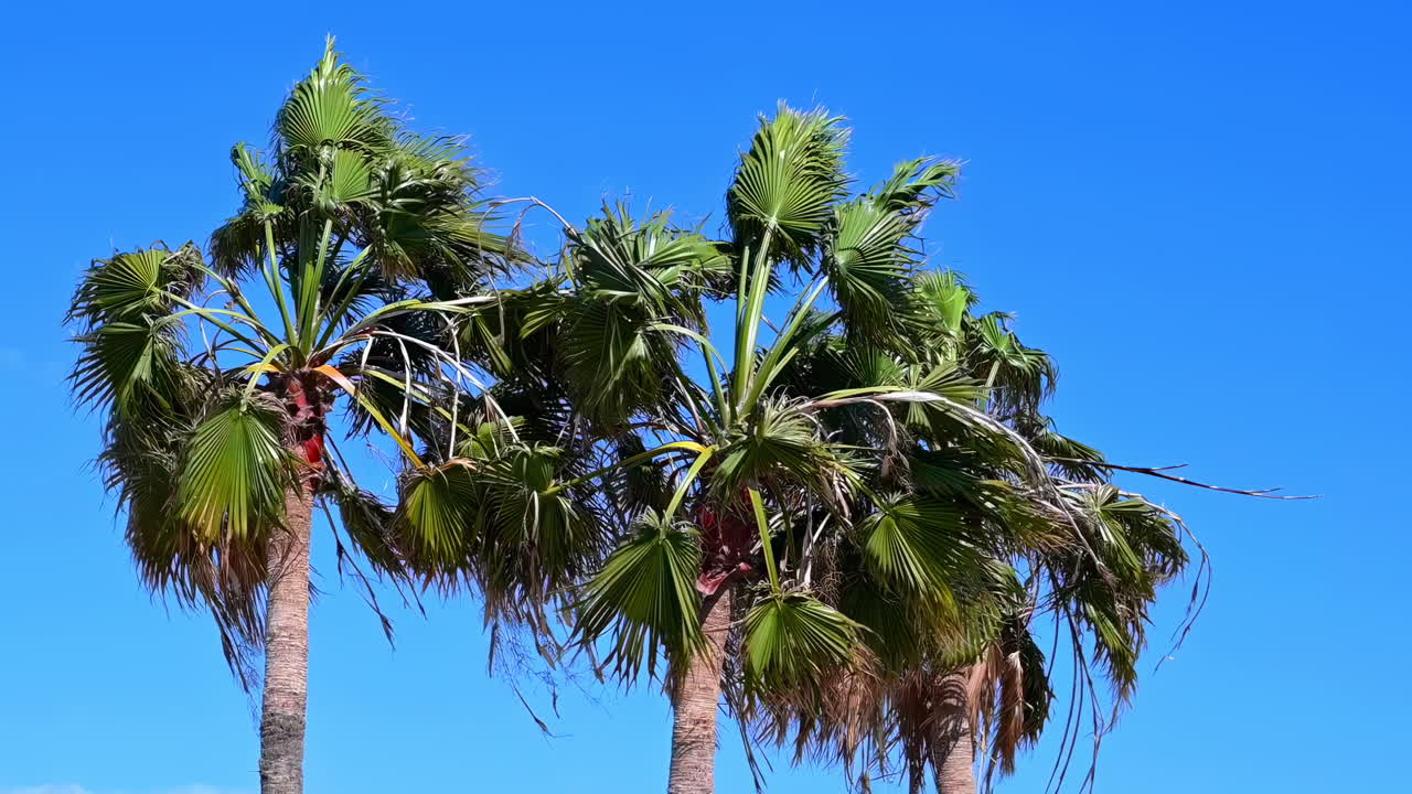 Palm trees against a vivid blue sky and turquoise sea horizon in Larnaca, Cyprus