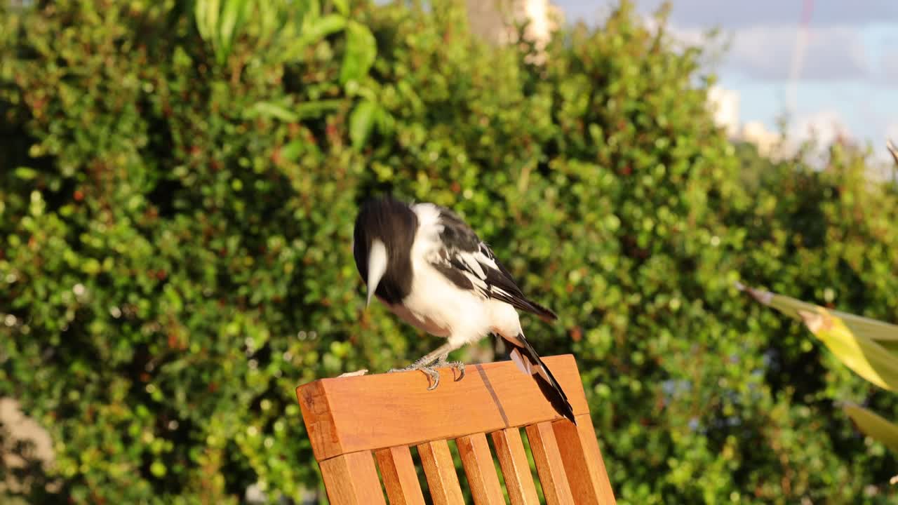 una urraca desciende y se posa en una silla de jardín