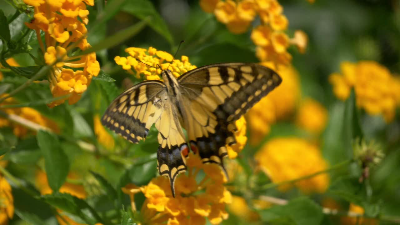 una mariposa amarilla sobre una flor amarilla