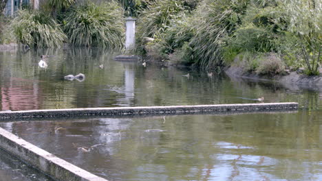 Enten,-Die-Im-Flachen-Wasser-Nach-Nahrung-Suchen