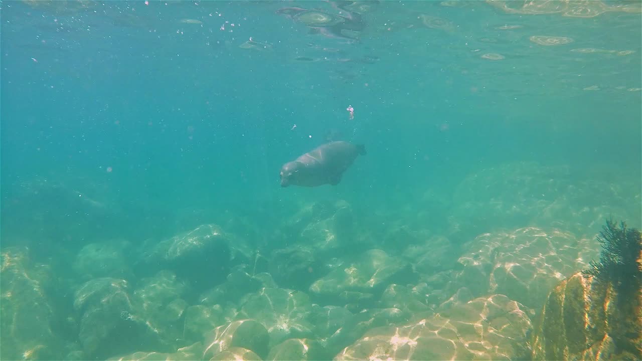 캘리포니아 바하 바다사자