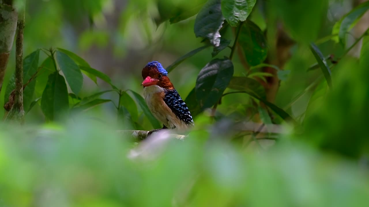 un martín pescador de árboles y una de las aves más hermosas que se encuentran en tailandia dentro de las selvas tropicales