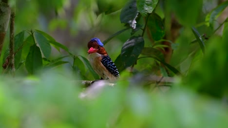 a tree kingfisher and one of the most beautiful birds found in thailand within tropical rain-forests