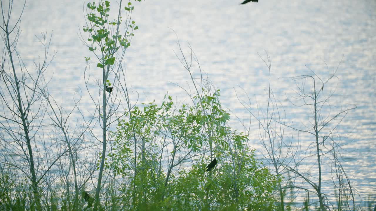 미국 콜로라도 주 에 있는 물 근처 에 있는 관목 의 가지 에 앉아 있는 야생  ⁇ 은 날개 를 가진 블랙버드