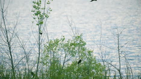 Wild-Red-Winged-blackbird-in-their-environment-perched-on-the-branches-of-a-shrub-near-water-in-Colorado,-USA