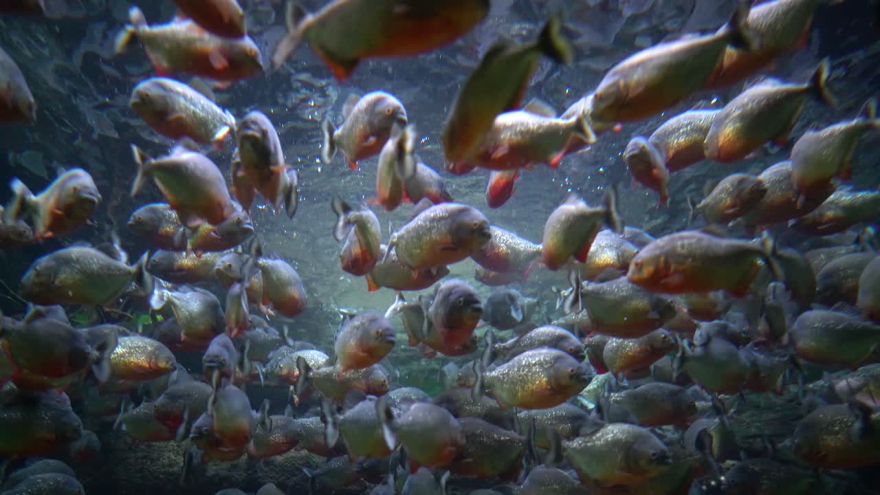 piraña - colossoma macropomum