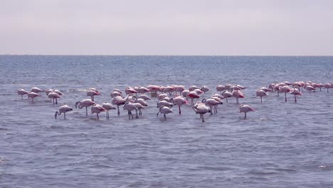 los flamencos vadean en aguas poco profundas en una bahía cerca de walvis bay, namibia