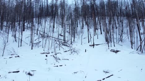 Tras-Un-Largo-Período-De-Incendios-Forestales-En-Columbia-Británica,-Los-Restos-De-Un-Bosque-Quemado-En-Una-Montaña-Cubierta-De-Nieve-Vuelven-A-La-Vida