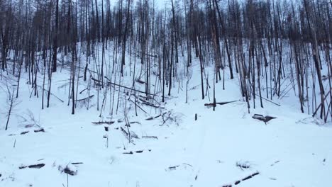following a long period of forest fires in british columbia, the remains of a burnt forest on a snow-covered mountain comes back to life
