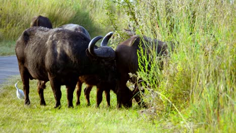 Búfalo-Macho-Africano-Con-Enormes-Cuernos-Entre-Una-Manada-De-Búfalos-Hembra