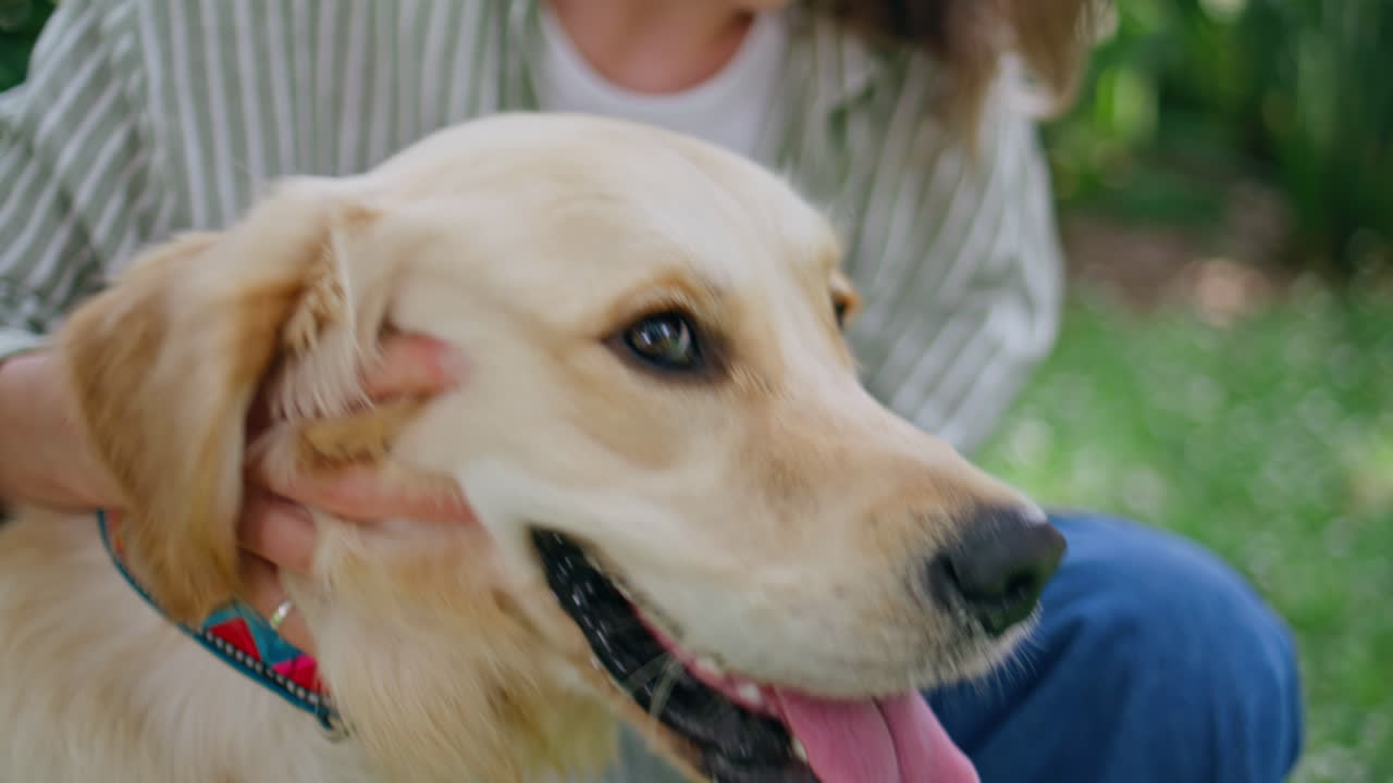 Smiling woman caressing dog at sunny green nature closeup. Happy furry retriever
