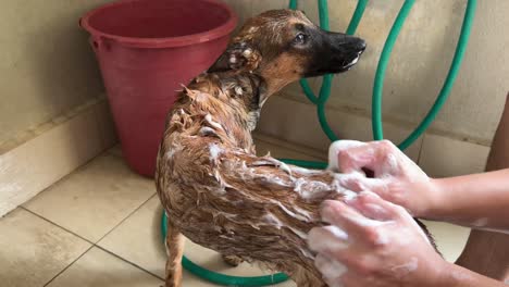 pequeño pastor belga joven que se ducha con su dueño, limpiando bien con burbujas y rascando suavemente todo el cuerpo