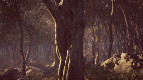espeluznante magia mística profundo bosque