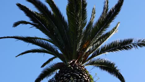 a palm tree against a clear blue sky