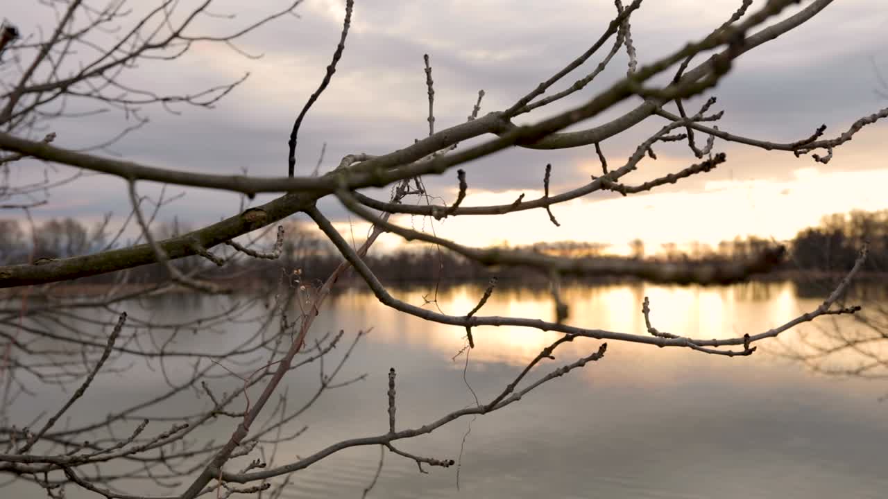 A dead tree on the river bank