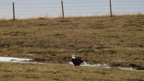 bald eagle on grassy ground at waterton park