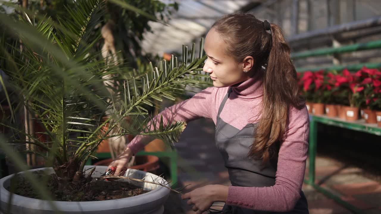 mujer joven cortando una rama seca usando un podador de jardín en un invernadero. vista de cerca