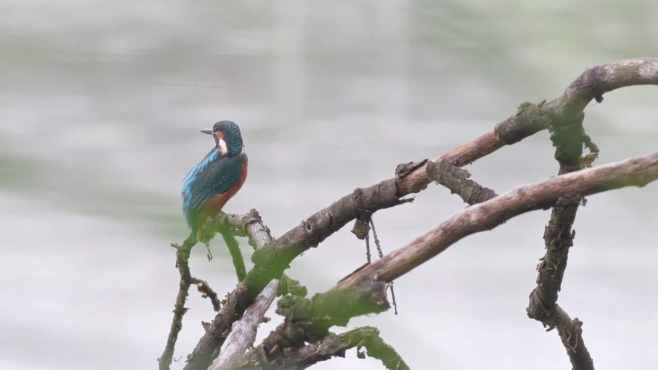 Common Kingfisher Perched on a Branch