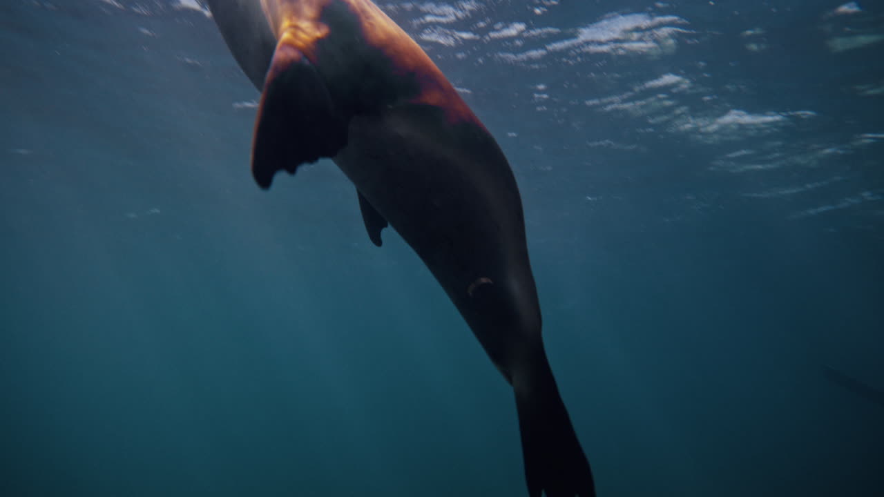 Slow motion sea lion swims above reef near Neptune Islands, Australia in clear blue water