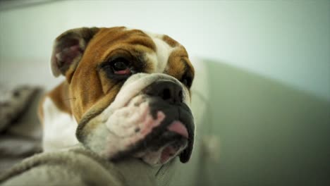 lazy english bulldog puppy sitting on couch with his tongue out