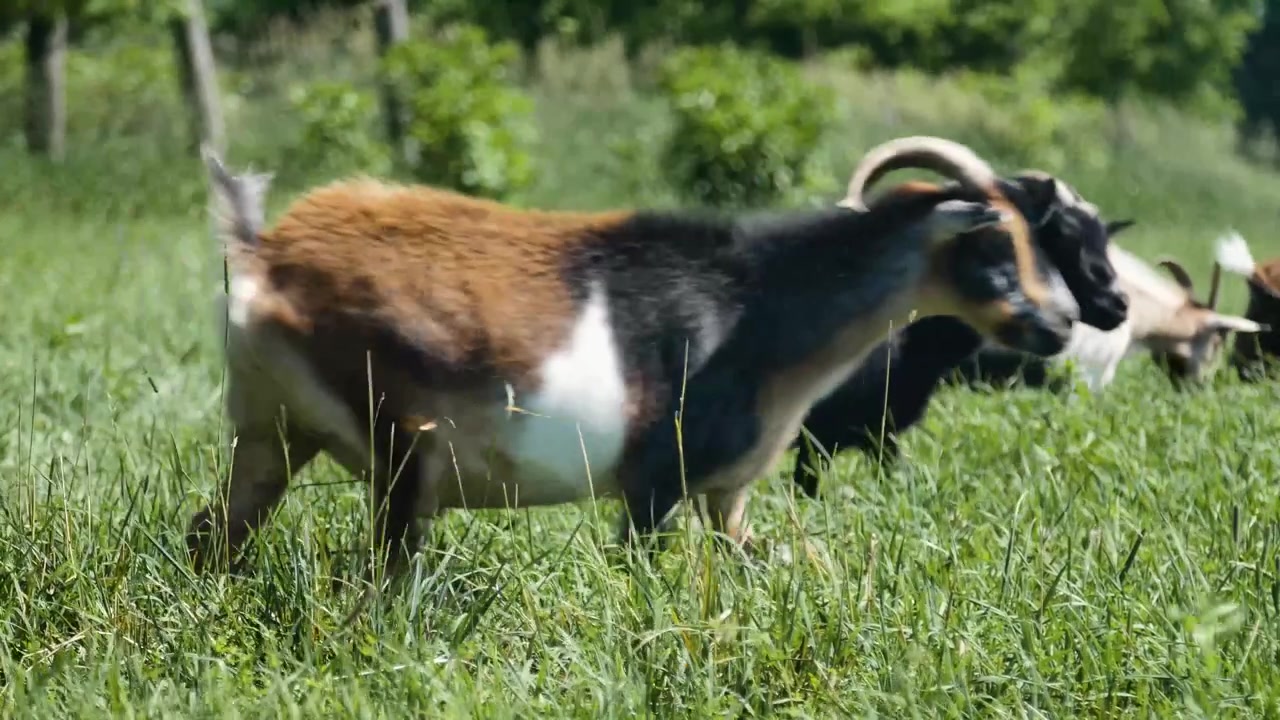 Gregge di capre nane che camminano in un campo d'erba, madri e cuccioli.