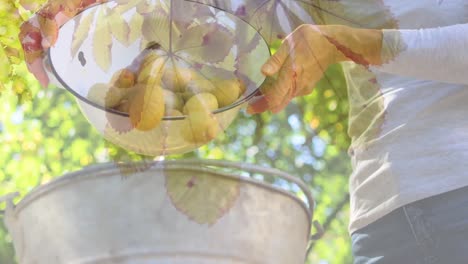 Composite-video-of-leaves-on-a-tree-against-mid-section-of-woman-putting-potatoes-in-the-bucket