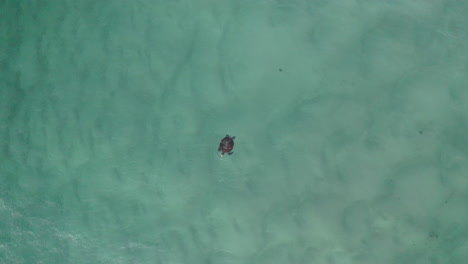 Disparo-De-Dron-De-4k-De-Una-Tortuga-Marina-Nadando-En-Aguas-Poco-Profundas-Del-Océano-Azul