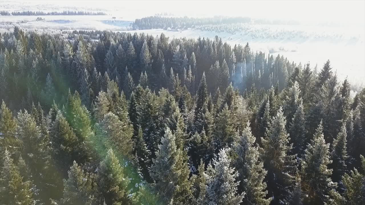 Winter Forest Aerial View