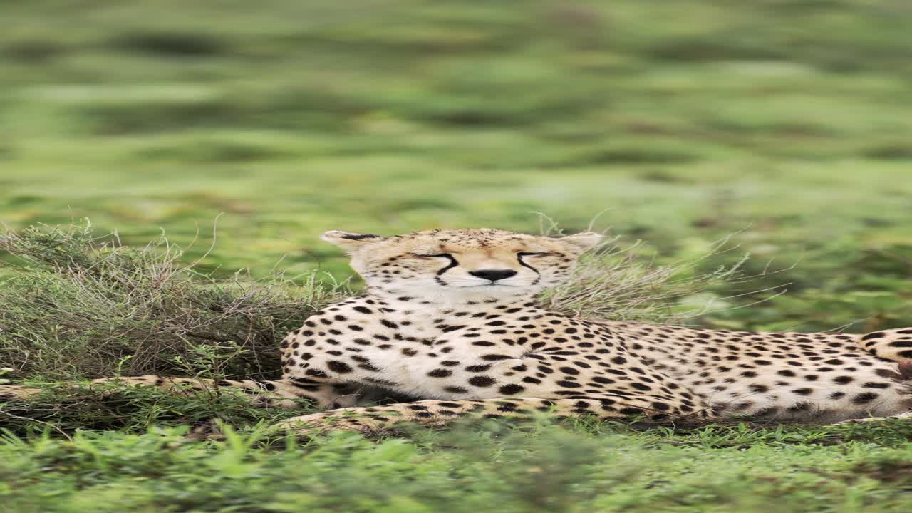 cheetah en el parque nacional serengeti en safari de animales africanos, retrato en primer plano de cheetahs en áfrica, video vertical de la naturaleza de la vida silvestre para las redes sociales, instagram reels y tiktok en tanzania