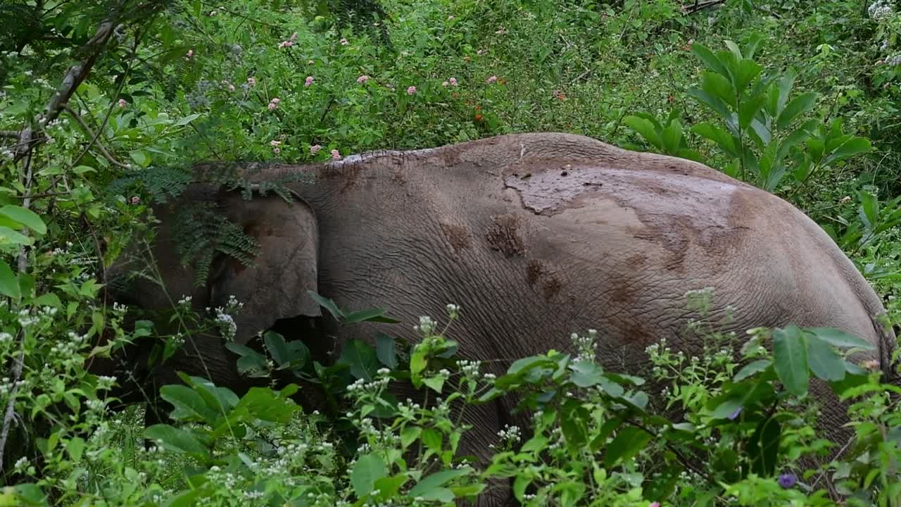 los elefantes asiáticos son especies en peligro de extinción y también son residentes de tailandia