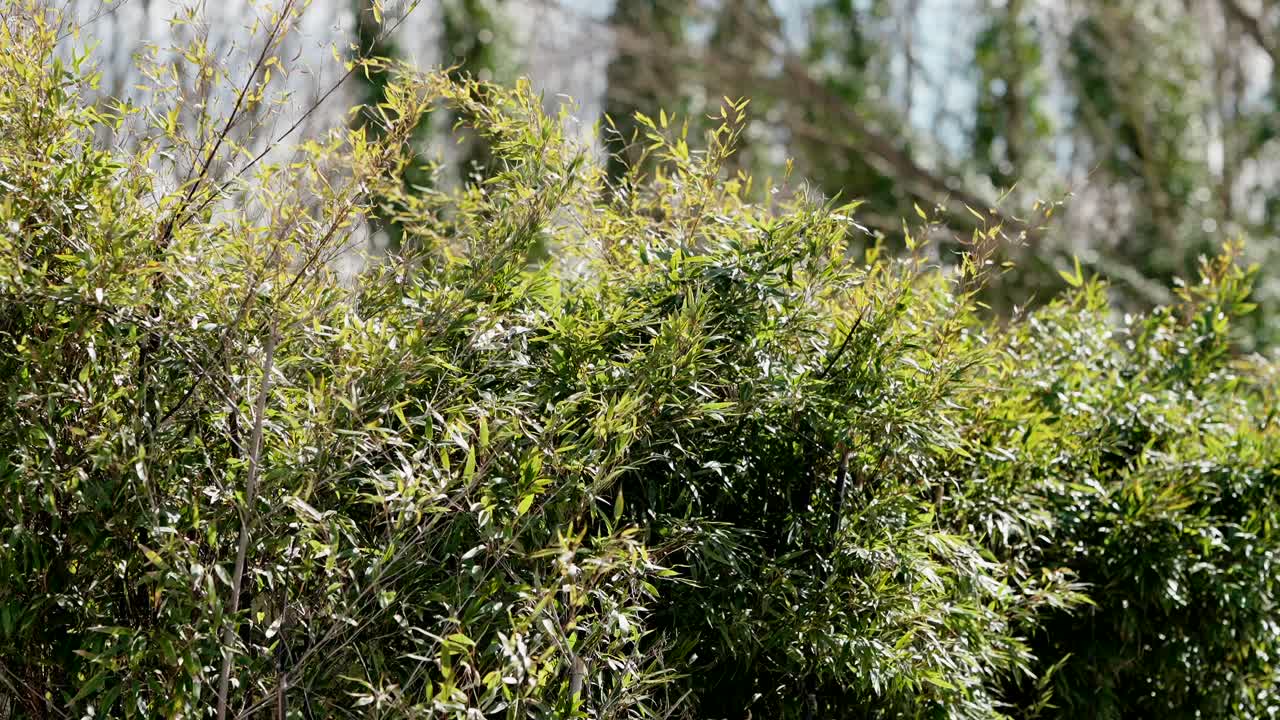 close up of sunlit dense green bush with slender leaves and blurred trees in background