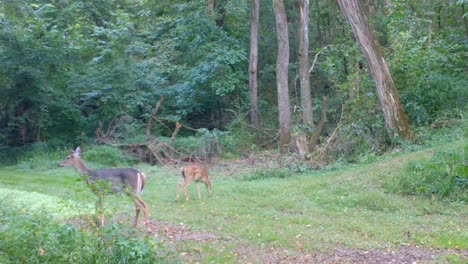 Whitetail-deer-doe-and-her-two-fawns-grazing-on-a-clover-covered-trail-thru-the-woods-in-late-summer-in-the-Midwest
