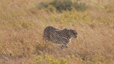 Isolierter-Gepard,-Der-In-Zeitlupe-Mitten-In-Der-Savanne-Vorwärts-Geht