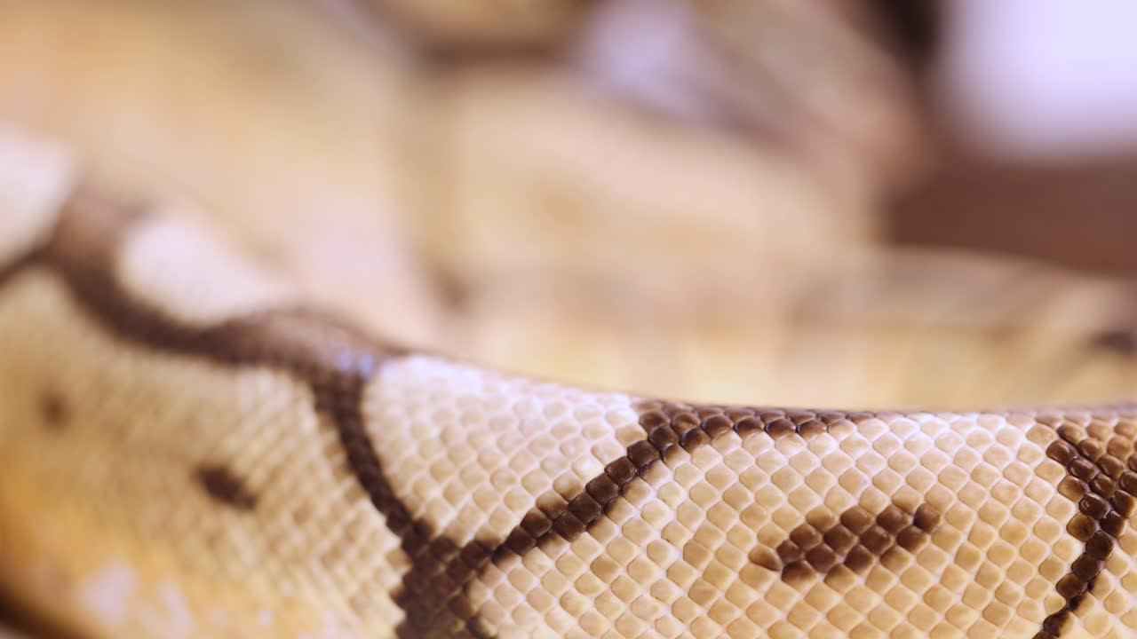 Detailed close-up of a corn snake's scales as it moves, highlighting texture and pattern in soft lighting