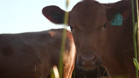 Rebaño-De-Vacas-Pastando-En-Un-Campo-A-La-Hora-Del-Oro-En-Una-Granja-Ganadera-Agrícola-De-Rango-Libre