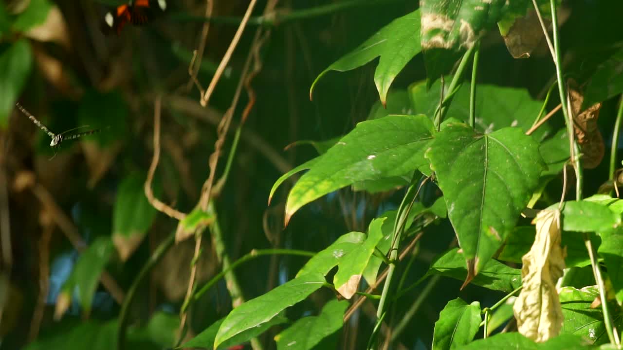 mariposas en cámara lenta en la hoja, volando en el aire