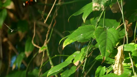 Zeitlupenschmetterlinge-Auf-Blatt,-Fliegen-In-Der-Luft