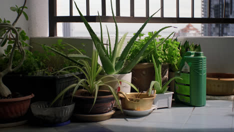 light-shining-through-the-balcony-on-the-plant