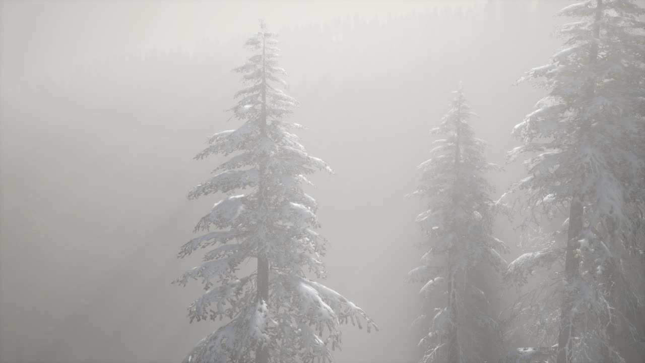 산 기?? 에 있는 소나무 숲 의 안개