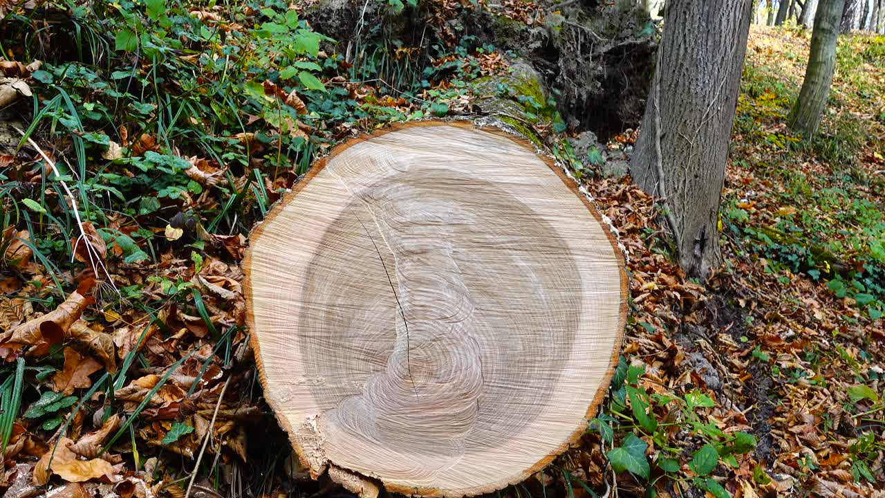 Puunrunko metsässä