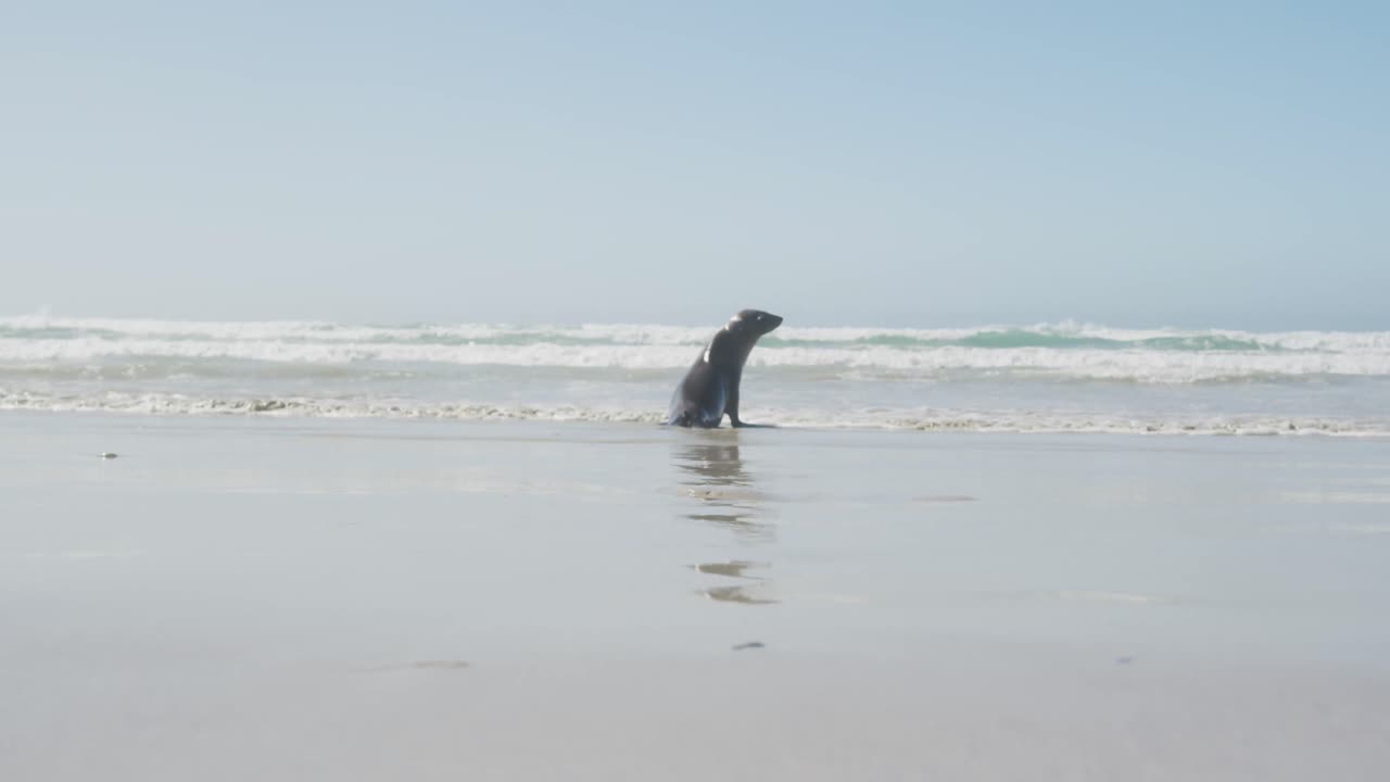 foca en la playa en un día soleado