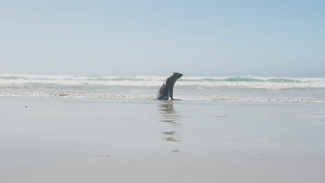 Robbe-Am-Strand-An-Einem-Sonnigen-Tag