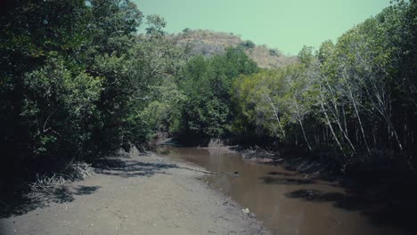 río seco que atraviesa un bosque de manglares en tailandia