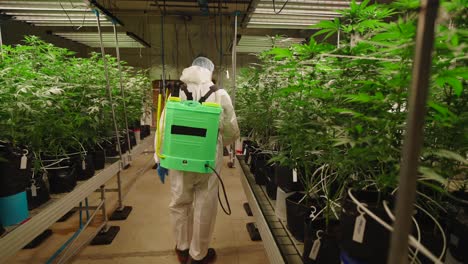 cannabis plant care and spraying in an indoor farm