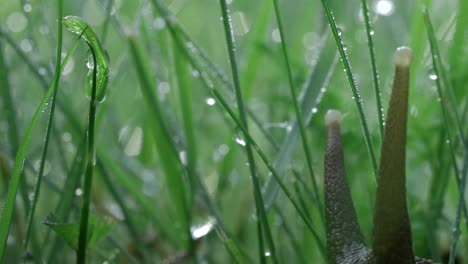 dewy grass with snail