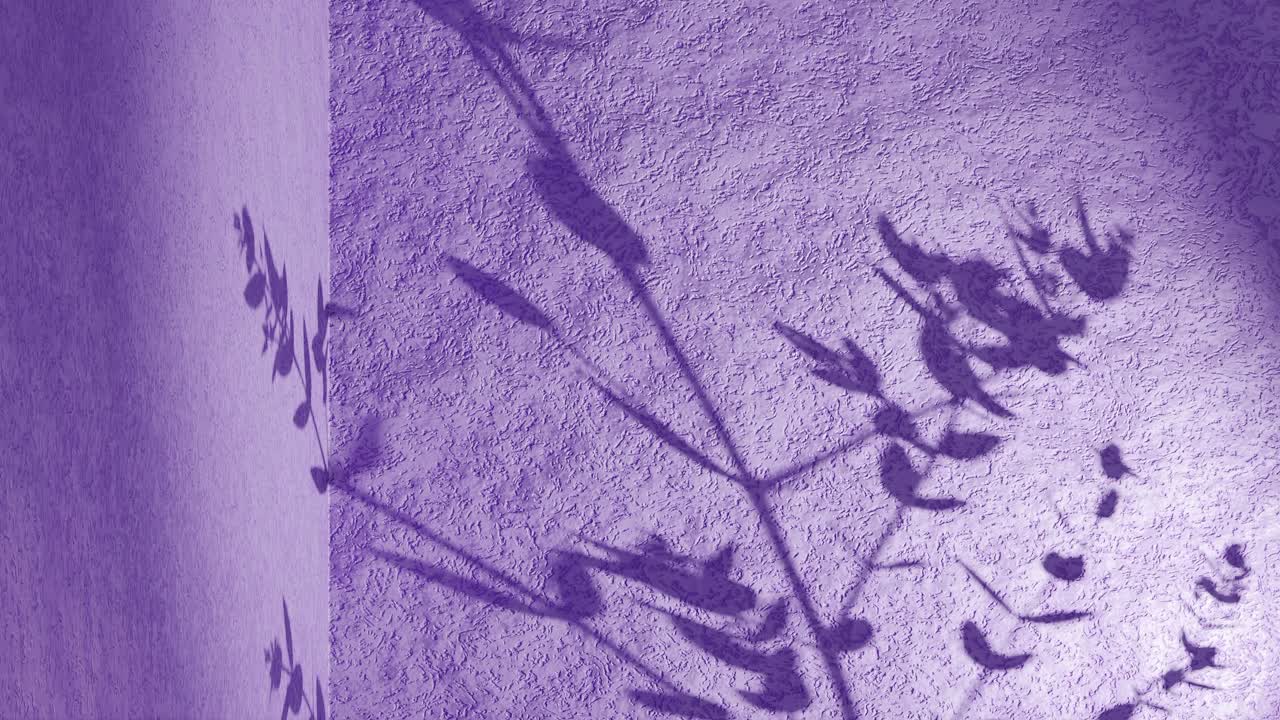 Ombra di foglia d'albero su parete angolare rosa-viola che si muove delicatamente con la brezza