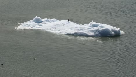 seagull resting on a big chunk of ice floating in the bay-waters of tarr inlet, next to margerie glacier