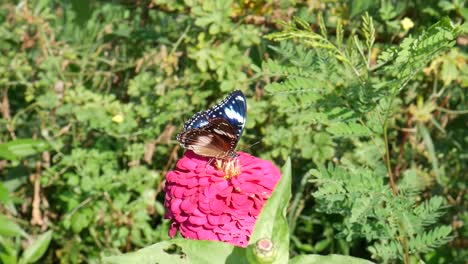las mariposas se posan y vuelan después de alimentarse de la hermosa flor rosa