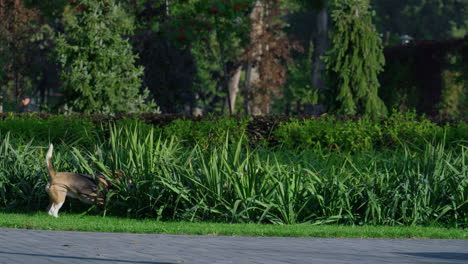 dogs play green grass in beautiful park. pets enjoying walking have fun outdoors