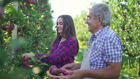 father and daughter picking apples in an orchard